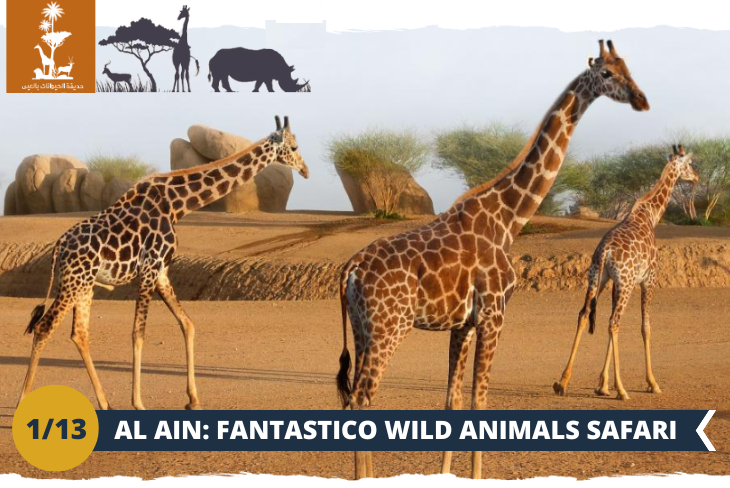 ESCURSIONE DI INTERA GIORNATA AL AIN WILD ANIMALS SAFARI EXPERIENCE un'imperdibile giornata presso AL AIN, UNO DEI SAFARI AFRICANI ARTIFICIALI PIU’ GRANDI DEL MONDO, dimora di tanti animali africani e di circa 2.500 piante. Un'esperienza unica nel suo genere che si sviluppa in un avventuroso desert safari a bordo di stupende jeep ed un percorso a piedi per ammirare l'importante lavoro degli zoologi per preservare alcune delle più importanti specie in estinzione. Un percorso naturale alla scoperta di leoni africani, rinoceronti bianchi, struzzi, gru coronate, zebre, gnu, gazzelle, cudù, orici dalle corna a sciabola (una specie seriamente minacciata o dichiarata estinta in natura), addax e tanti altri animali. In linea con la visione del padre fondatore degli EAU, lo Sceicco Zayed bin Sultan Al Nahyan, l'Al Ain Safari svolge un ruolo di spicco nella conservazione, definendo gli standard per i futuri progetti della regione.