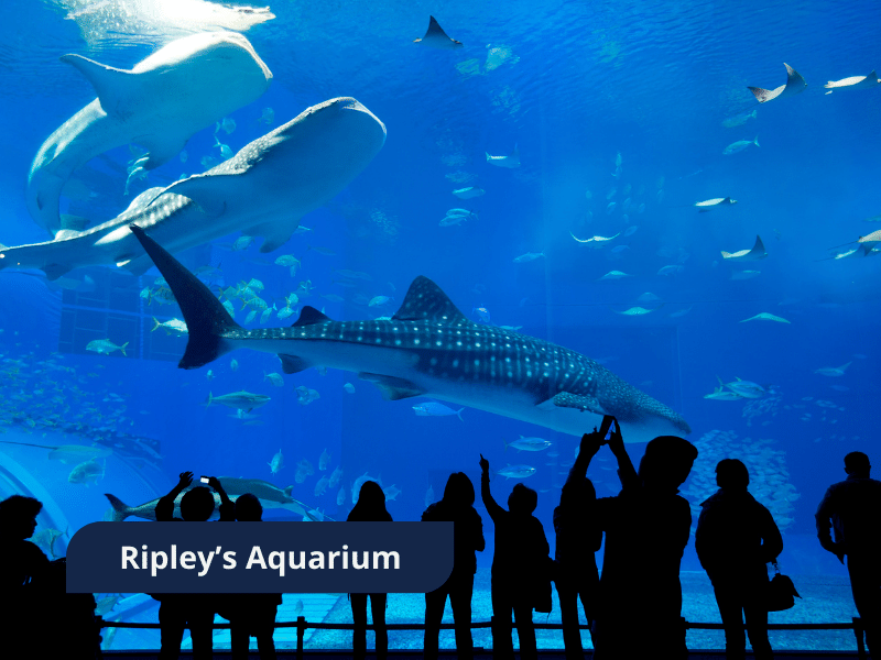 Ec Toronto - Ripley Aquarium